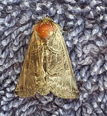 Abrostola tripartita