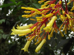 Palicourea padifolia