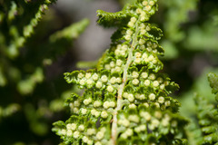 Dryopteris alpestris