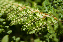 Dryopteris alpestris