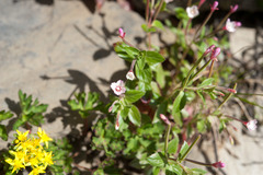 Epilobium taiwanianum
