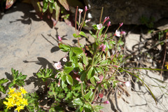 Epilobium taiwanianum