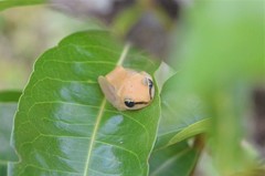 Hyperolius phantasticus