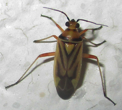Stenotus transvaalensis
