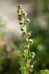 Artemisia oligocarpa