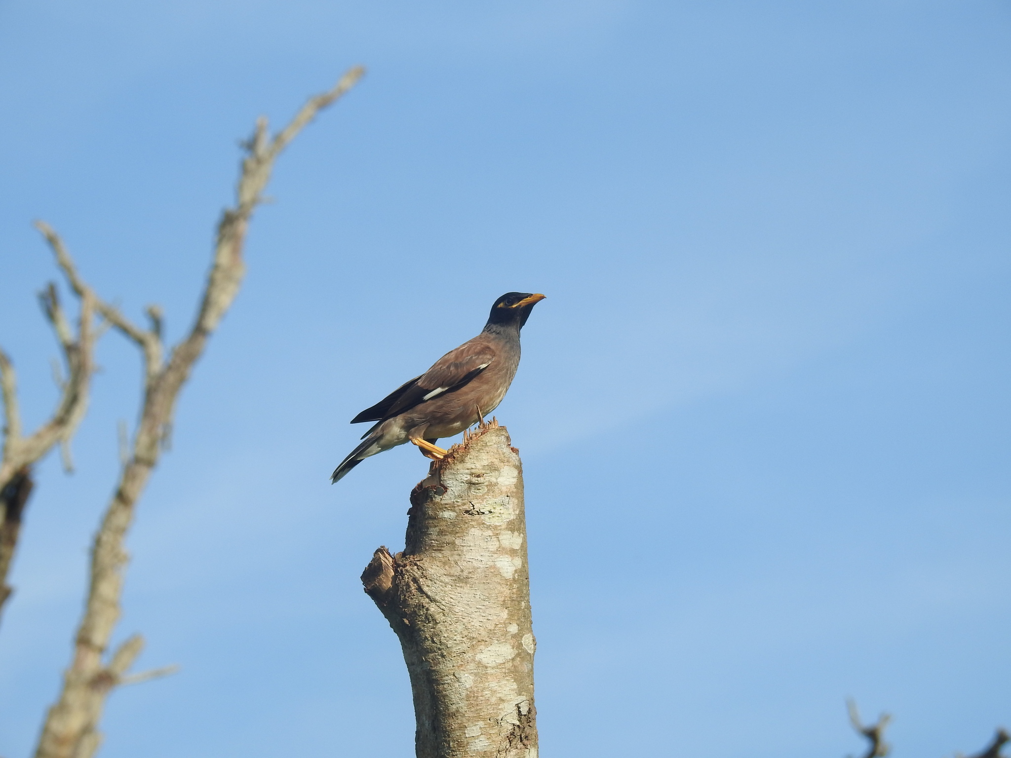 Common Myna