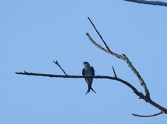 Hemiprocne coronata