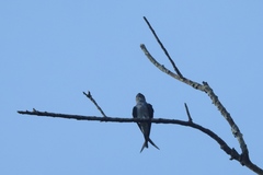 Hemiprocne coronata