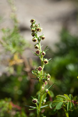 Artemisia oligocarpa