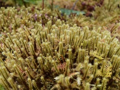 Breutelia chrysocoma