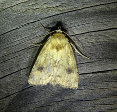 Atypha pulmonaris