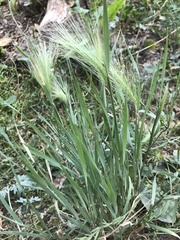 Hordeum jubatum