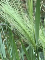 Hordeum jubatum
