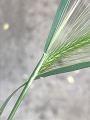 Hordeum jubatum