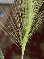 Hordeum jubatum