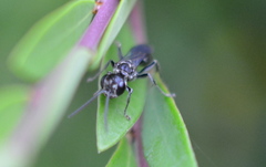 Lyroda