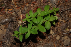 Galium oreganum