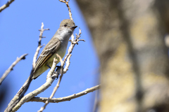 Myiarchus cinerascens