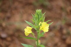 Oenothera rubricaulis
