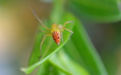Oxyopes sertatus