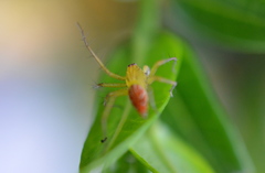 Oxyopes sertatus