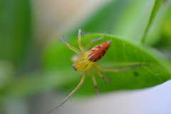 Oxyopes sertatus