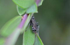 Lyroda