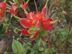Castilleja scorzonerifolia
