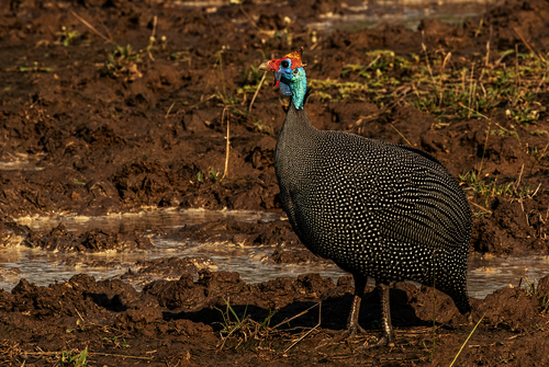 Helmeted Guineafowl, photo 6 of 8