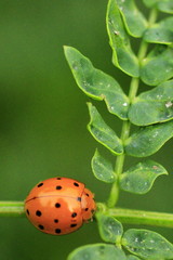 Harmonia sedecimnotata