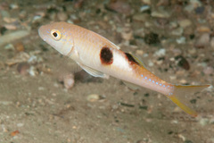 Parupeneus pleurostigma