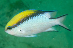 Chromis nitida