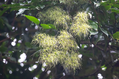 Clematis pickeringii