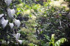 Clematis pickeringii