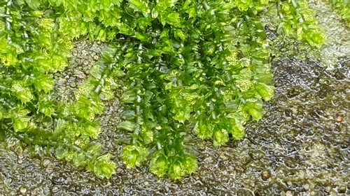 Racopilum cuspidigerum