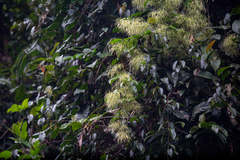 Clematis pickeringii