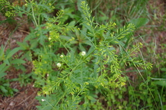 Rorippa palustris