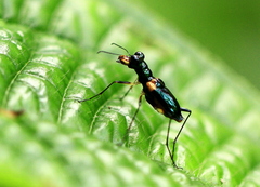 Therates dimidiatus