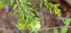 Rorippa palustris