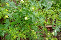 Rorippa palustris
