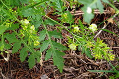 Rorippa palustris