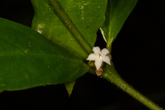 Lasianthus chlorocarpus