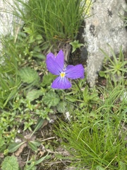 Viola calcarata