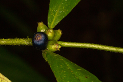 Lasianthus chlorocarpus