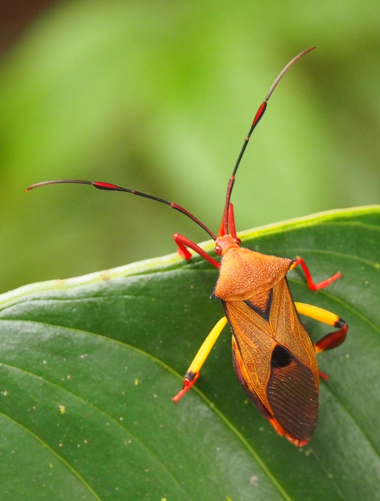 Melucha biolleyi