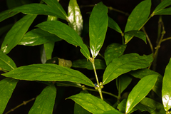 Lasianthus chlorocarpus