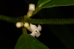 Lasianthus chlorocarpus