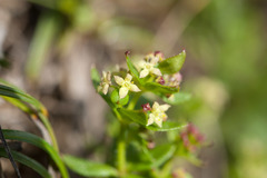 Galium nankotaizanum