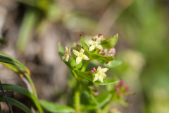 Galium nankotaizanum