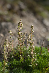 Artemisia oligocarpa